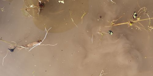 ¥³¥Ê¥®¤¬¿åÌ̤ËÉ⤤¤Æ¤¤Þ¤¹