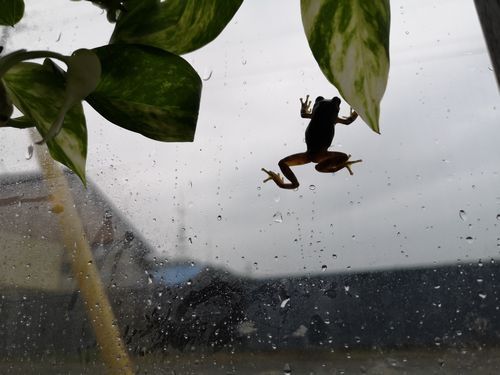 Áá®Á륬¥é¥¹¤Ë¤è¤¸ÅФäƳ°¤Î·Ê¿§¤Î³Îǧ¤Ç¤¹