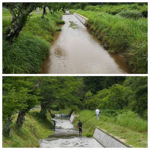 決められて場所から刈り始めます