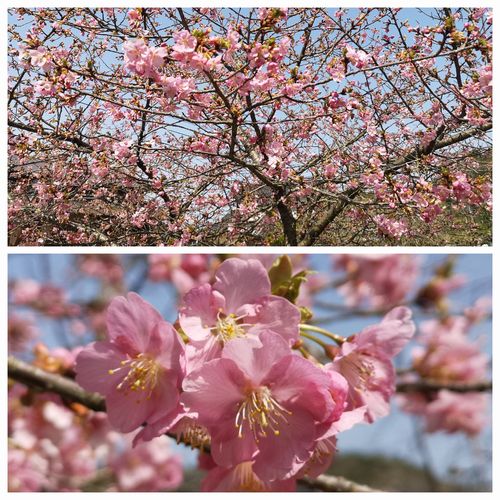 ���ź��ϣ�ʬ�餭