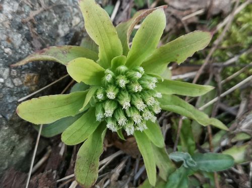 �ե��Υȥ���餭�Ϥ�ޤ���