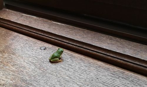 ¡Ö¥â¥ß¥¸¤Á¤ã¤ó¡×¤¬µÊÃ㥢¥Ç¥ó¤Ë²¾Æþµï¤·¤Þ¤·¤¿