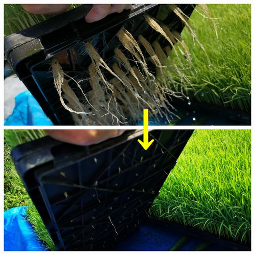 º¬¤ò¼è¤ê½ü¤¤¤Æ