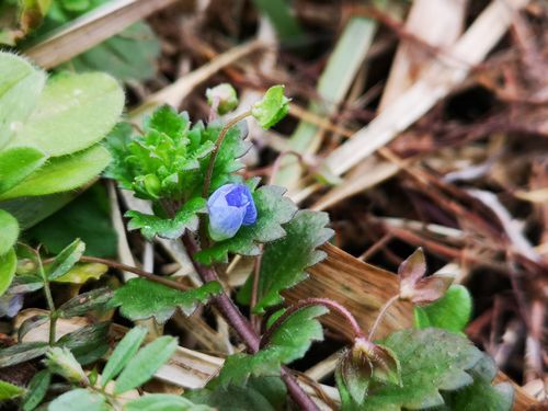 �������̥Υե���Ϻ餭�Ϥ�