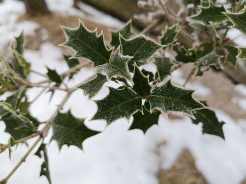 ¥Ò¥¤¥é¥®¤Ï