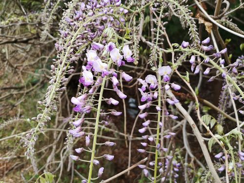 ƣ�β֤��餭�Ϥ�ޤ���