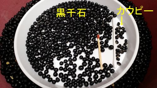 Ʀ���礭���ϥޥå���������