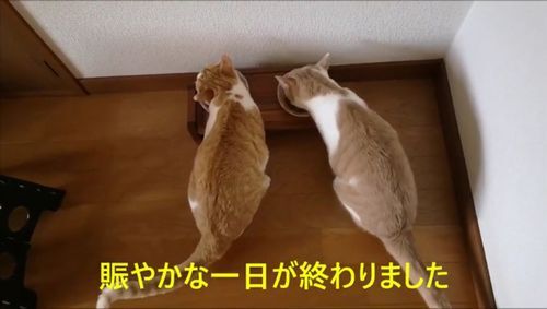 ͼ����¤򿩤٤����