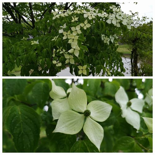 ¥ä¥Þ¥Ü¥¦¥·