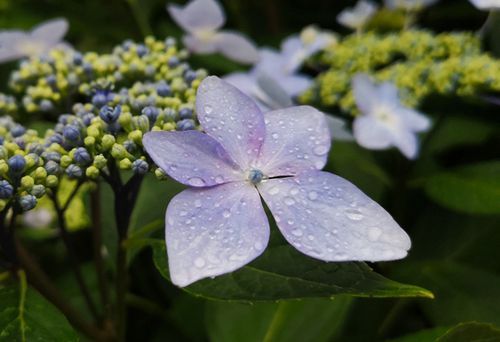 ±«¤ËǨ¤ì¤¿»çÍ۲֤ϰìÃʤȤ¤ì¤¤