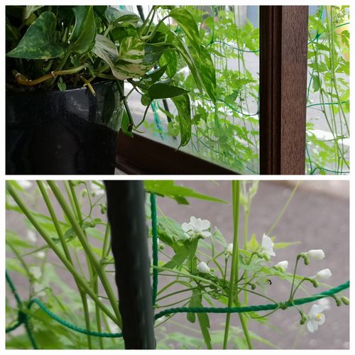 フウセンカズラが涼しそうです