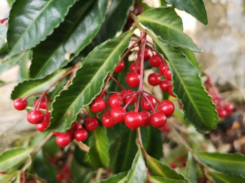 ������ξ�μ¤��������Ǥ���