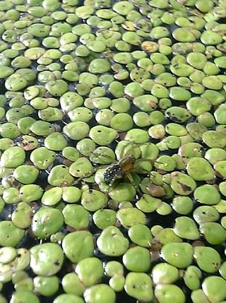 ����ξ�Υ���