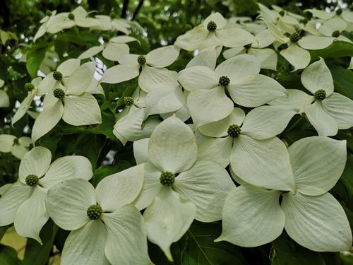 ���Υ�ޥܥ����Ρ������ҡפ�