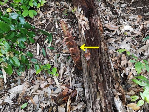 �����Υ����ҥ����ȴ��Ф��Ƥ��ޤ���