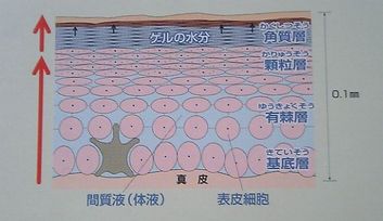 ���륯�꡼����ɤä�����