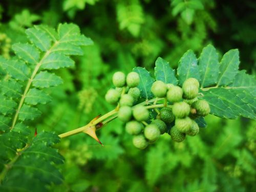 ��ܥ�μ¤Ϥ��Ĥ��̤�