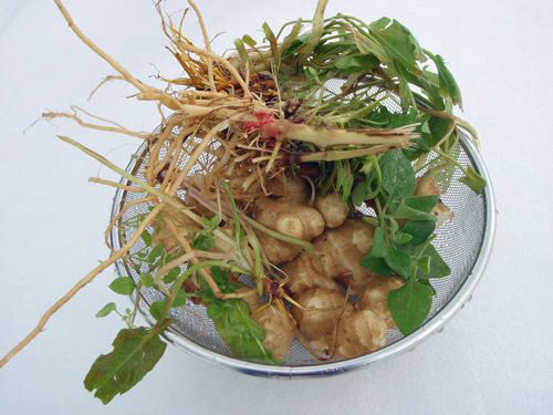 �����Τ����ο���Ϥ�������Ǥ�