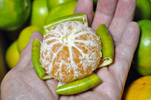 ��������餬���������Ǥ�