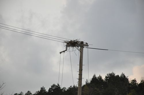 ����ξ���ڤ�Ϥ���Τ褦�ʤ�Τ����������äƤ��ޤ�