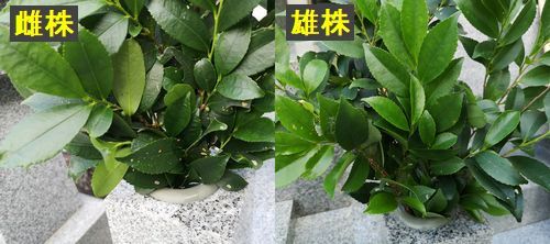 ͺ���Ȼ����ξ���򶡤��뤳�Ȥˤ��ޤ���