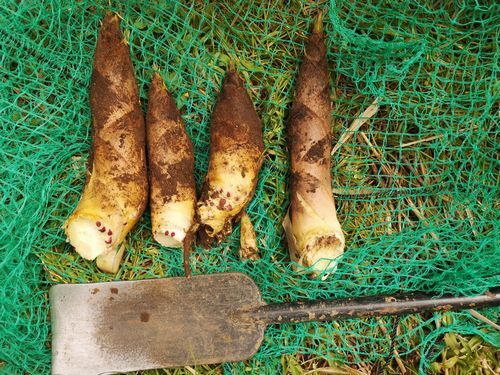 �٤��ƾ������Τ����ܤ����Ǥ���