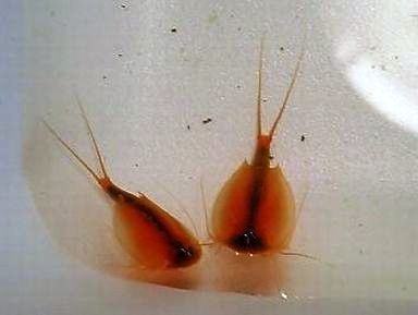 我が家の紅カブトエビたちとおやじの田んぼ 京丹後のおやじのうんちく日記 19世紀の味の店 我が家の紅カブトエビたちとおやじの田んぼ 京丹後のおやじのうんちく日記 19世紀の味の店