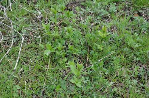 ��������������Ф��Ƥ��ޤ���