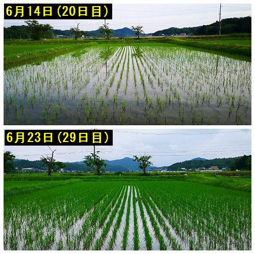 £²£°ÆüÌÜ£³£°Æü