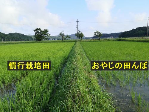 左の慣行栽培の田んぼは中干しは終わり