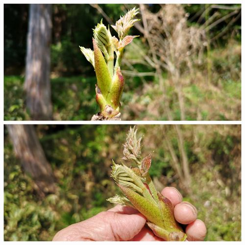 ����Υ���μ褷�ޤ���