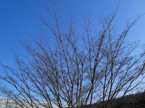 ÀĶõ¤Ë¤Ê¤ê¤Þ¤·¤¿