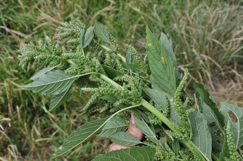 �������ä��Τ���Ǥ���