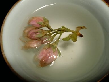 �������㤬���Ǥ�Ը���̵�ǲ����ޤ���