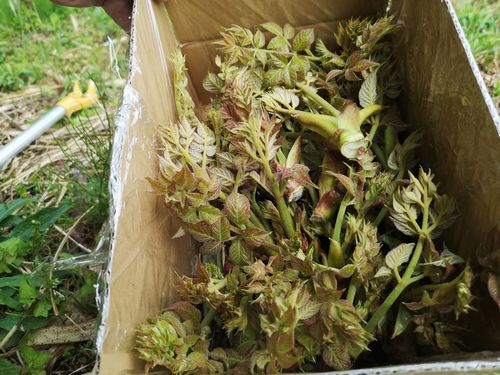 ����β꤬�������ˤʤ�ޤ���