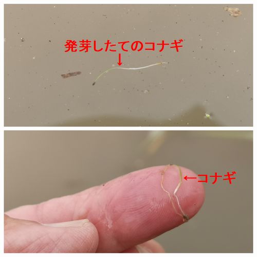 ���ʥ��������⤤�Ƥ��ޤ�������������