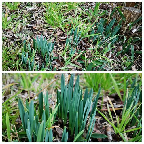 �դ�Ĺ���ϣ������