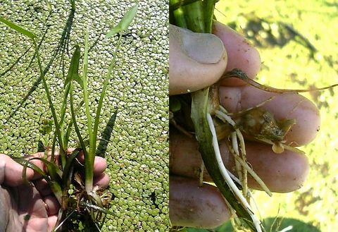 ��������γ��ȥ�������β���