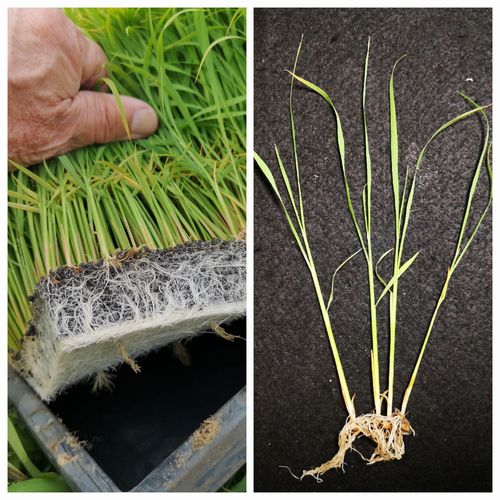 ��­�ΤǤ����Ĥˤʤ�ޤ�����������