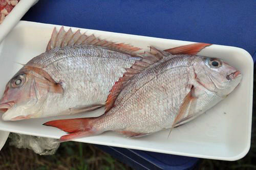 �褭�Τ�����⤢��ޤ�