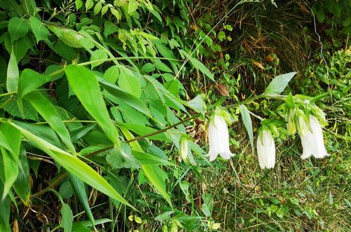 ¥Û¥¿¥ë¥Ö¥¯¥í¤¬ºé¤»Ï¤á¤Þ¤·¤¿