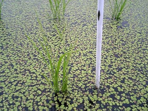 ��������ͥߥ������ॷ���դ��򤤥������������Ƥ��ޤ�