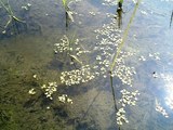 おやじの田んぼの稲