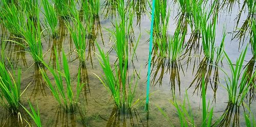 Æø¤ä¤«¤Ë¤Ê¤Ã¤Æ¤¤Þ¤·¤¿