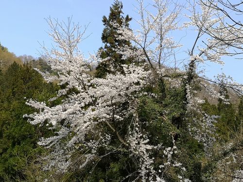 ƽ�λ��������줤�Ǥ���