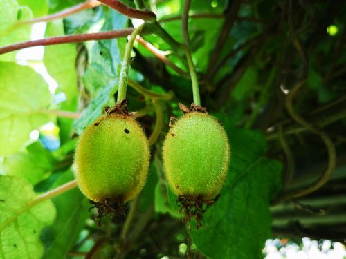 �������ϥԥ�ݥ��