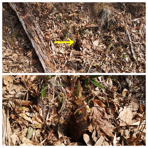 �����Υ��������Ƥ���Τ�ȯ�����ޤ���