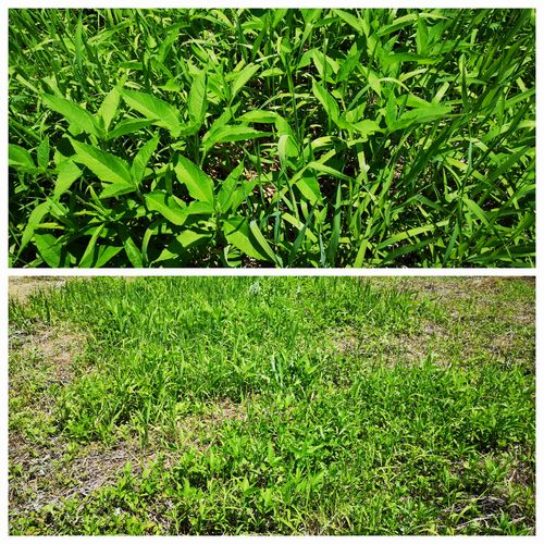 ���ʤ�����Ѥ�̩�����������Ƥ��ޤ�