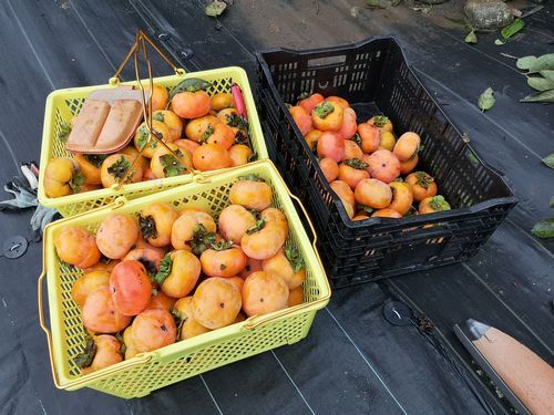 £±£±·î£²Æü¤Ë¼¡Ïº³Á¤ò¼ý³Ï¤·¤Þ¤·¤¿