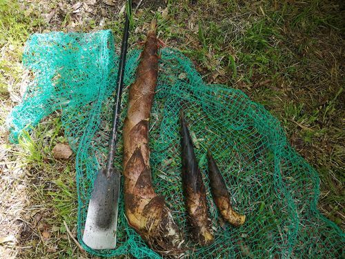 ���ꥬ��Ǥ䤻�٤ä��������åȥ����Υ�